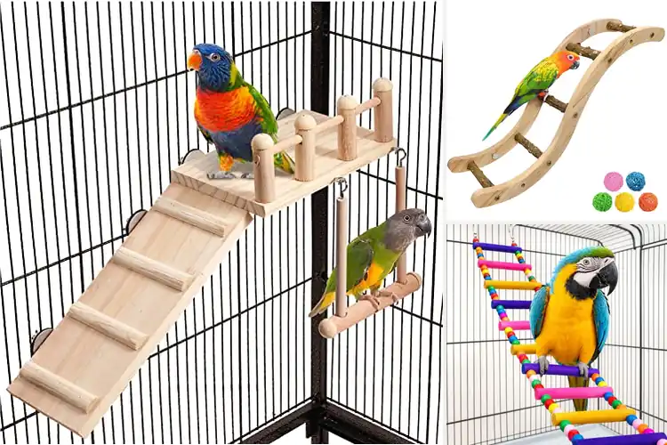 Detailed view of Best Budgie Climbing Ladders