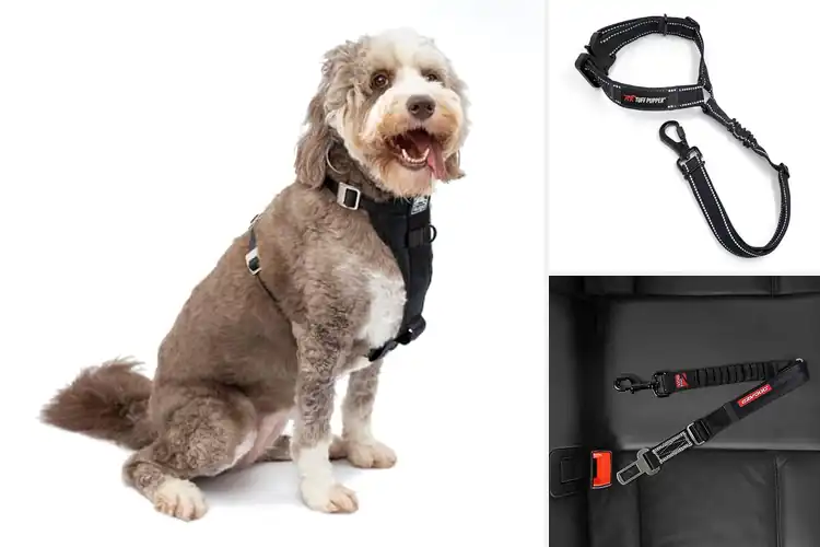 Detailed view of Best High-Strength Dog Restraints: Top Picks for Safety