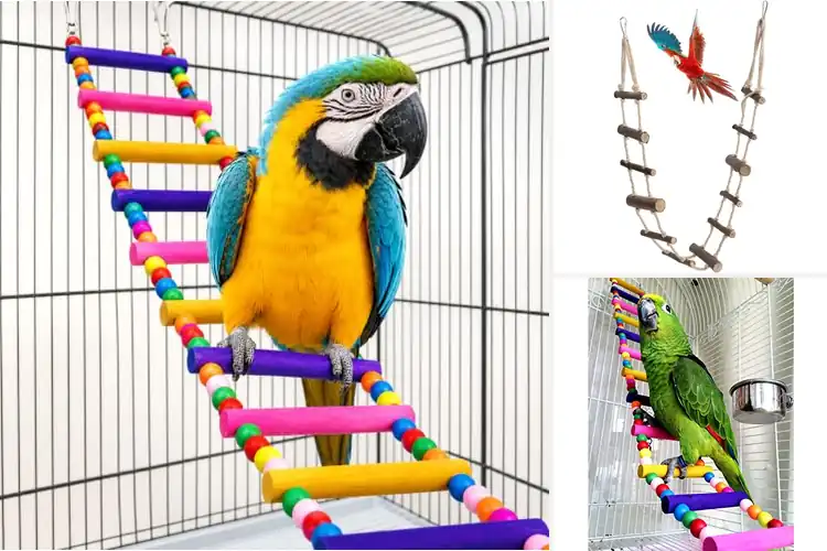 Detailed view of Best Small Parrot Ladder Bridges: Keep Your Parrot Active